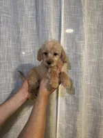 Cockapoo, a female Cockapoo for sale in Orlando, FL – 1 of 5