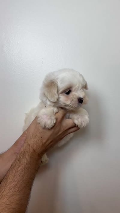 Maltes, a male Maltese for sale in Orlando, FL – 4 of 4