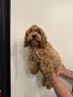 Cockapoo , a male Cockapoo for sale in Orlando, FL – 4 of 6