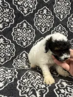 Toy Poodle , a female Poodle - Toy  for sale in Orlando, FL – 5 of 7