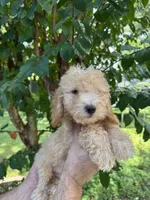 Poodle 4 , a male Poodle - Miniature  for sale in Orlando, FL – 2 of 5