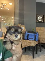 Yorkshire , a female Yorkshire Terrier for sale in Orlando, FL – 4 of 7