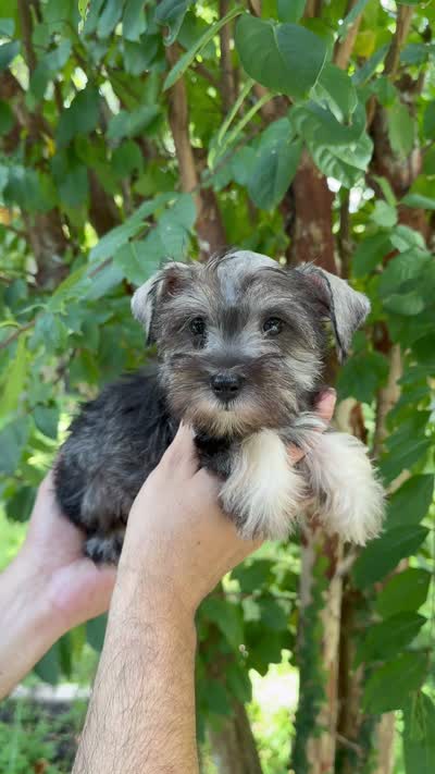 Schnauzer 3, a female Miniature Schnauzer for sale in Orlando, FL – 7 of 7