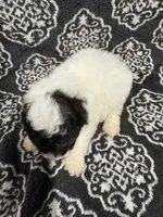 Toy Poodle , a female Poodle - Toy  for sale in Orlando, FL – 3 of 7