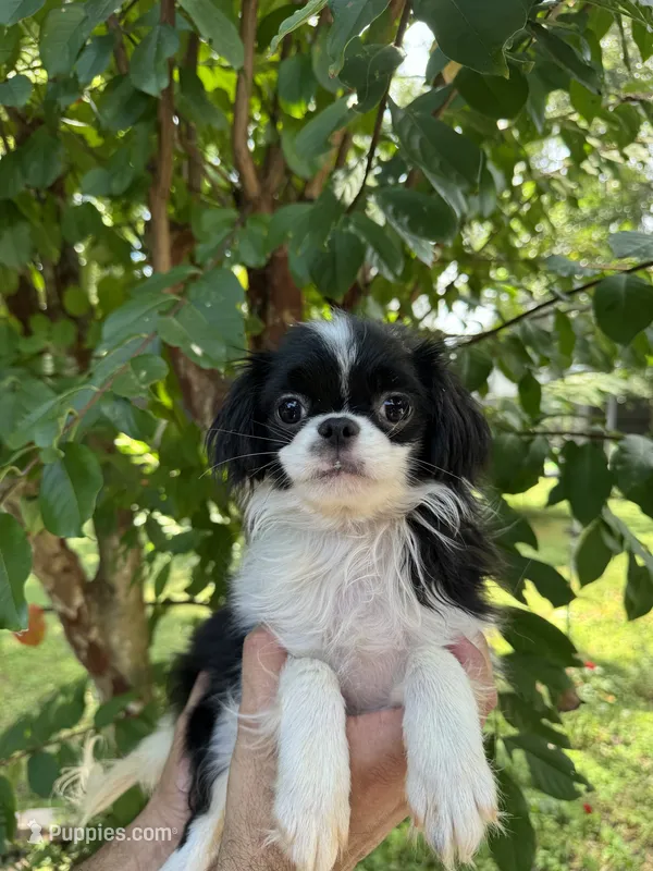 Japanese Chin – Japanese Chin puppy for sale in Orlando, FL