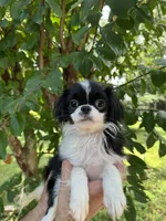 Japanese Chin, a female Japanese Chin for sale in Orlando, FL – 1 of 7