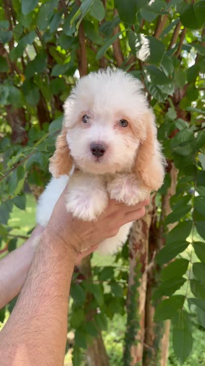 Poodle 3, a male Poodle - Miniature  for sale in Orlando, FL – 9 of 9