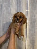 Cavalier , a male Cavalier King Charles Spaniel for sale in Orlando, FL – 7 of 7