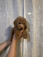 Cockapoo, a male Cockapoo for sale in Orlando, FL – 2 of 5