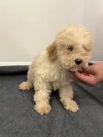 Cavapoo, a female Cavapoo for sale in Orlando, FL – 4 of 5