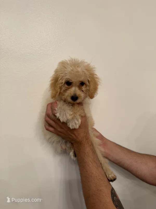 Toy Poodle – Poodle - Toy  puppy for sale in Orlando, FL
