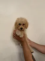 Toy Poodle, a male Poodle - Toy  for sale in Orlando, FL – 1 of 6