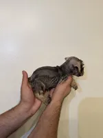 Miniature Schnauzer , a female Miniature Schnauzer for sale in Orlando, FL – 3 of 6