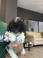 Taco , a male Poodle - Toy  for sale in Orlando, FL – 4 of 10