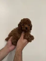 Red toy poodle 3, a female Poodle - Toy  for sale in Orlando, FL – 2 of 7