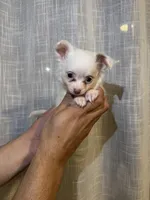 Chihuahua , a female Chihuahua for sale in Orlando, FL – 3 of 4