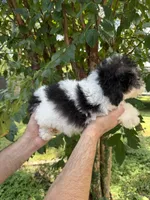Poodle 2, a male Poodle - Miniature  for sale in Orlando, FL – 4 of 7