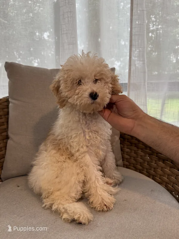 Cavapoo – Cavapoo puppy for sale in Orlando, FL