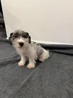 Miniature Schnauzer , a male Miniature Schnauzer for sale in Orlando, FL – 6 of 7