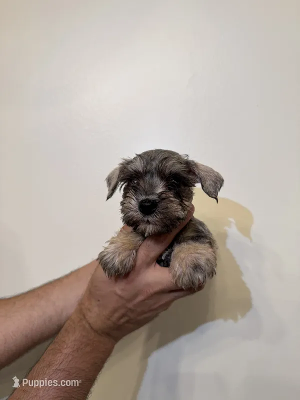 Miniature Schnauzer  – Miniature Schnauzer puppy for sale in Orlando, FL