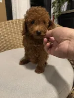 Red toy poodle , a male Poodle - Toy  for sale in Orlando, FL – 6 of 7
