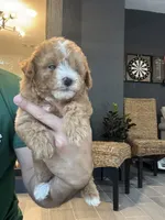 Maltipoo , a female Maltipoo for sale in Orlando, FL – 5 of 10