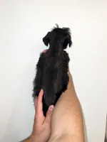 Miniature Schnauzer , a female Miniature Schnauzer for sale in Orlando, FL – 2 of 5