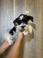 Miniature Schy, a female Miniature Schnauzer for sale in Orlando, FL – 5 of 5