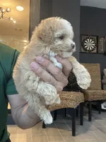 Meltipoo, a male Maltipoo for sale in Orlando, FL – 5 of 8