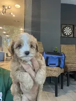 Maltipoo , a male Maltipoo for sale in Orlando, FL – 4 of 6