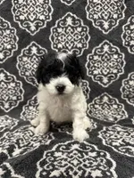 Toy Poodle, a female Poodle - Toy  for sale in Orlando, FL – 4 of 8