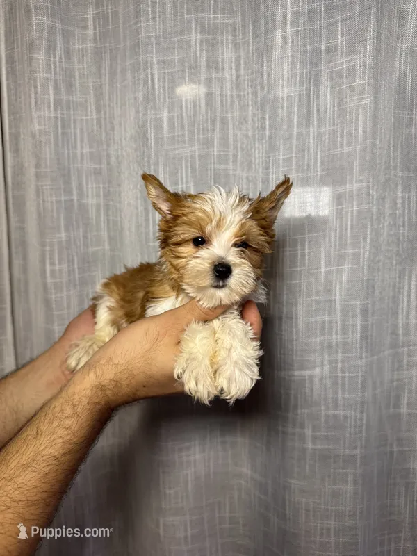 Yorkshire  – Yorkshire Terrier puppy for sale in Orlando, FL