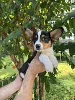 Corgi 2 , a female Pembroke Welsh Corgi for sale in Orlando, FL – 3 of 7