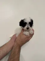 Maltipoo 5 , a male Maltipoo for sale in Orlando, FL – 1 of 6