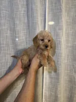 Cockapoo, a female Cockapoo for sale in Orlando, FL – 5 of 5