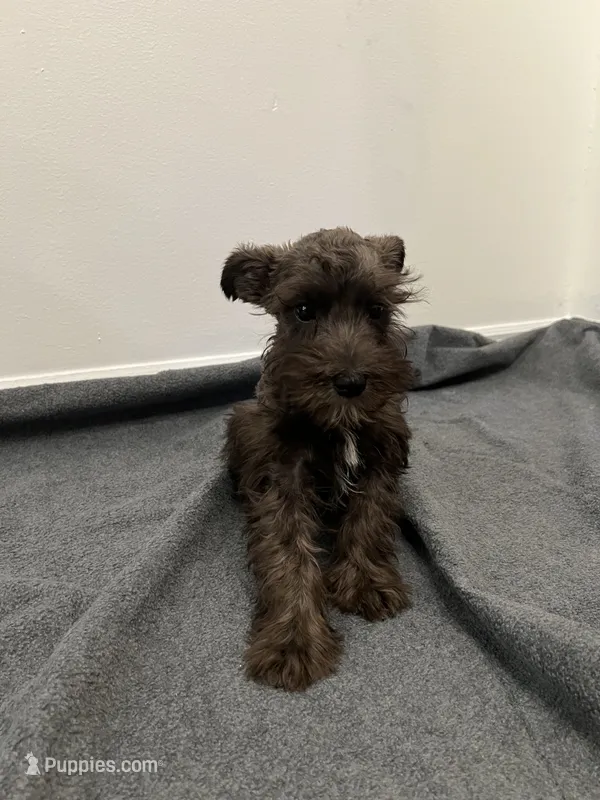 miniature Schnauzer  – Miniature Schnauzer puppy for sale in Orlando, FL
