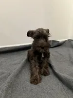 miniature Schnauzer , a male Miniature Schnauzer for sale in Orlando, FL – 1 of 5