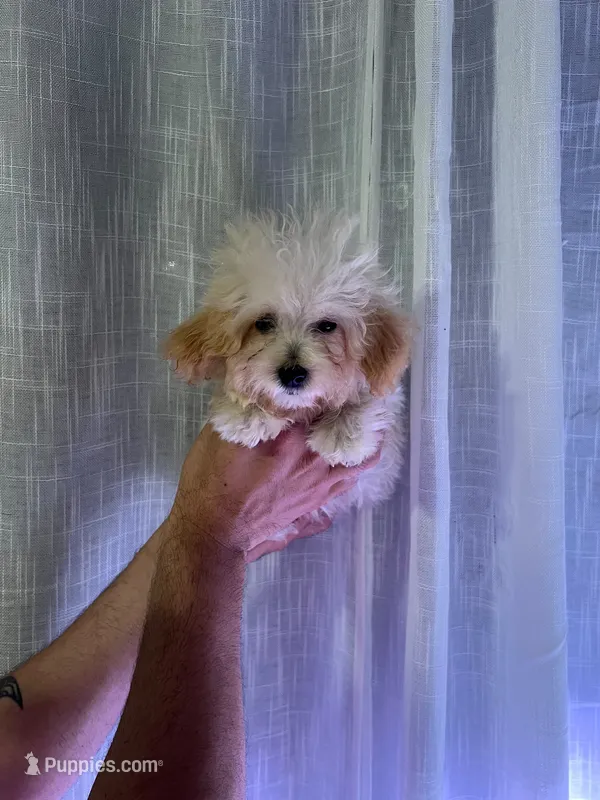 Toy Poodle  – Poodle - Toy  puppy for sale in Orlando, FL