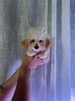 Toy Poodle , a male Poodle - Toy  for sale in Orlando, FL – 2 of 7