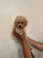 Toy Poodle , a male Poodle - Toy  for sale in Orlando, FL – 3 of 7