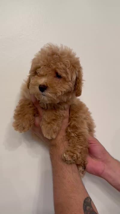 Cockapoo , a female Cockapoo for sale in Orlando, FL – 6 of 6