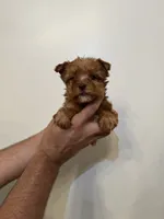 Yorkshire , a female Yorkshire Terrier for sale in Orlando, FL – 3 of 5