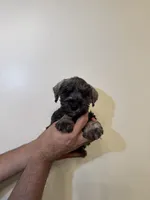 Miniature Schnauzer , a female Miniature Schnauzer for sale in Orlando, FL – 5 of 7