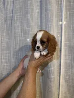 Cavalier , a male Cavalier King Charles Spaniel for sale in Orlando, FL – 7 of 7