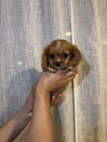 Cavalier , a male Cavalier King Charles Spaniel for sale in Orlando, FL – 3 of 7