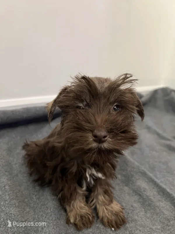 Toy Schnauzer  – Miniature Schnauzer puppy for sale in Orlando, FL