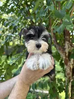 Schnauzer 1, a female Miniature Schnauzer for sale in Orlando, FL – 1 of 7