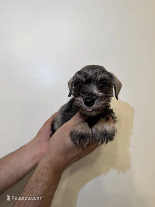 Miniature Schnauzer  – Miniature Schnauzer puppy for sale in Orlando, FL