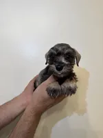 Miniature Schnauzer , a female Miniature Schnauzer for sale in Orlando, FL – 1 of 8