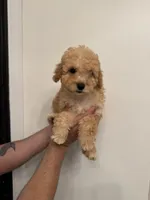 Cavapoo, a female Cavapoo for sale in Orlando, FL – 1 of 6